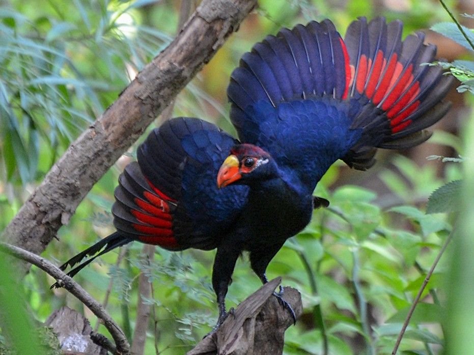 Violet Turaco